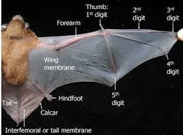 Bat image